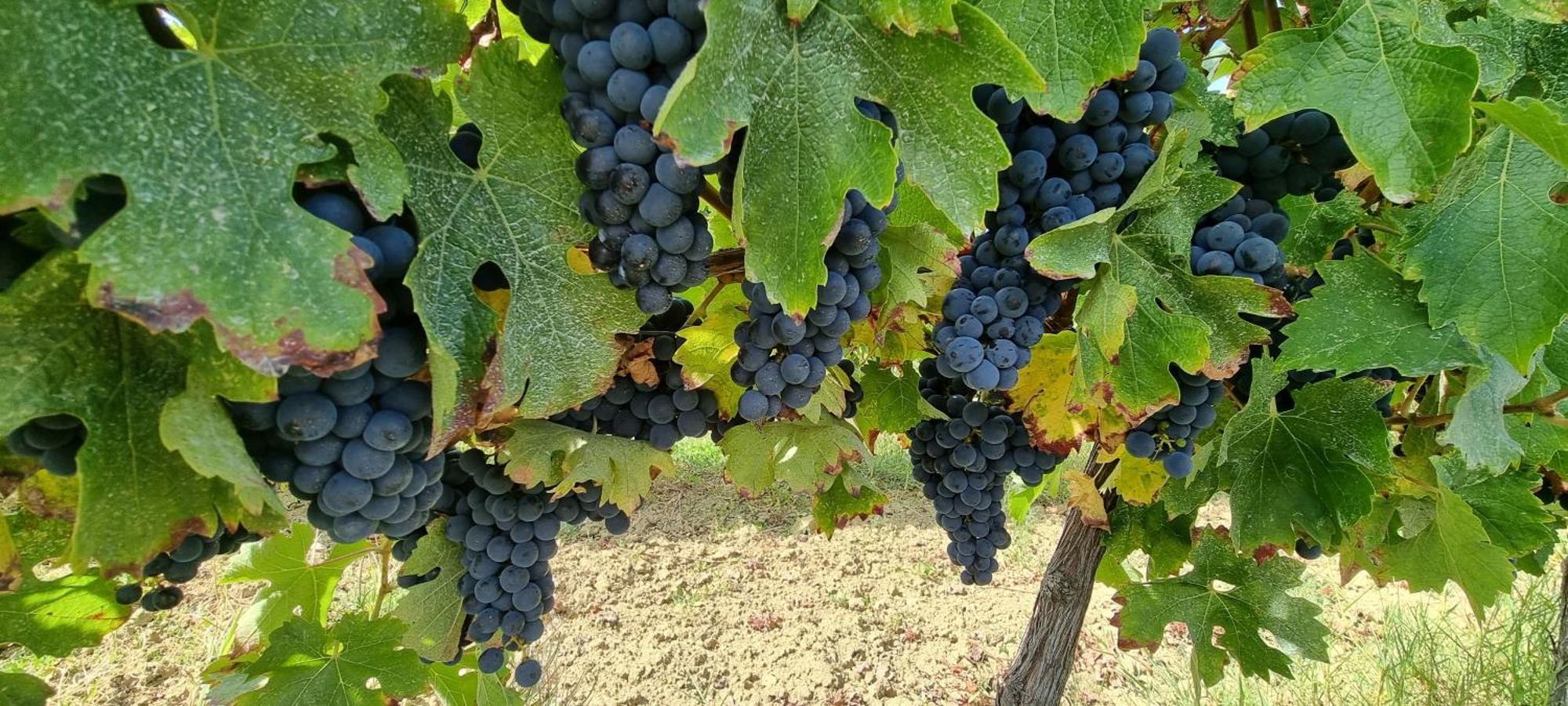 Chateau Neuf Le Desert Le Pizou Luaran gambar